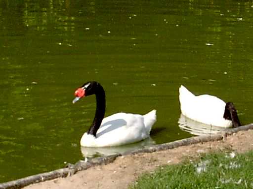 Schwarzhalsschw�ne