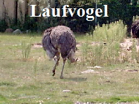 laufvogel