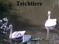 Teichtiere