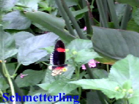 schmetterling