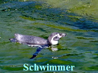 schwimmer